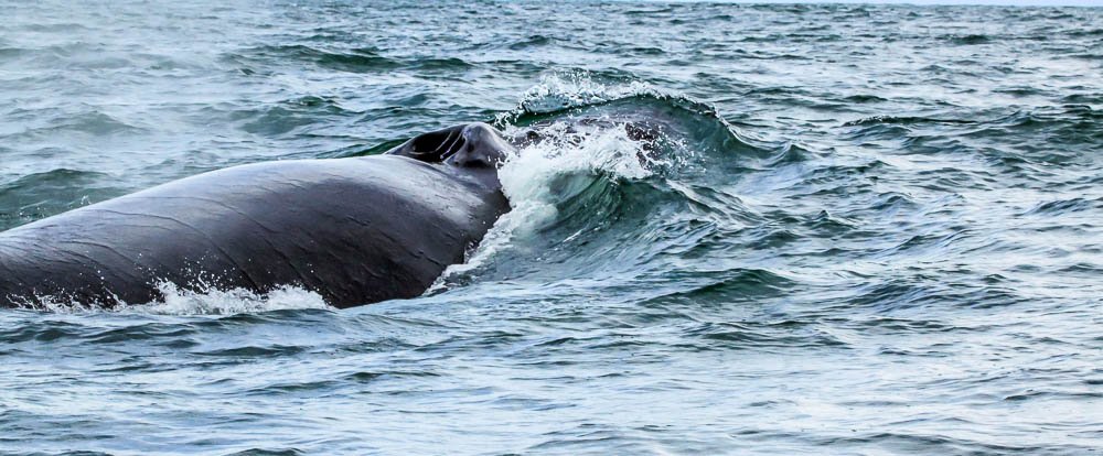 ballena aventura tour humpback closeup 
 - Costa Rica