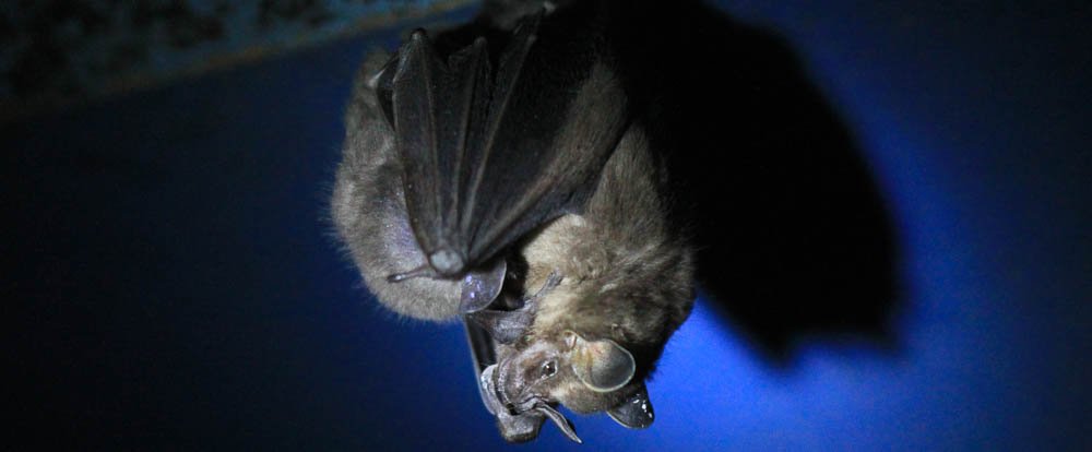 bat jungle bat mom 
 - Costa Rica