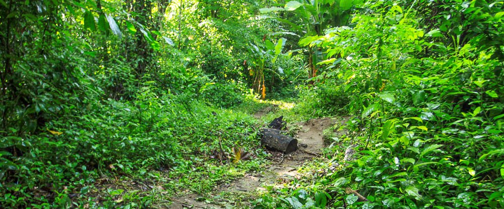 carara national park secondary forest 
 - Costa Rica