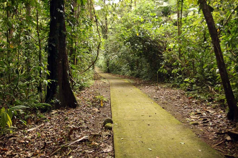 la selva main trail 
 - Costa Rica