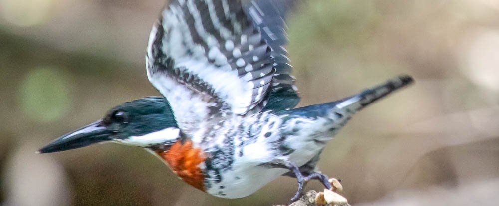 penas blancas amazon king fisher taking off
 - Costa Rica