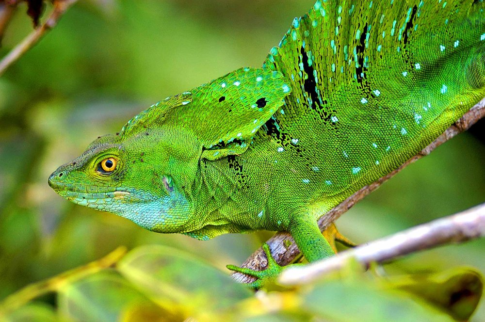 green basilisk basiliscus plumifrons tortuguero 
 - Costa Rica