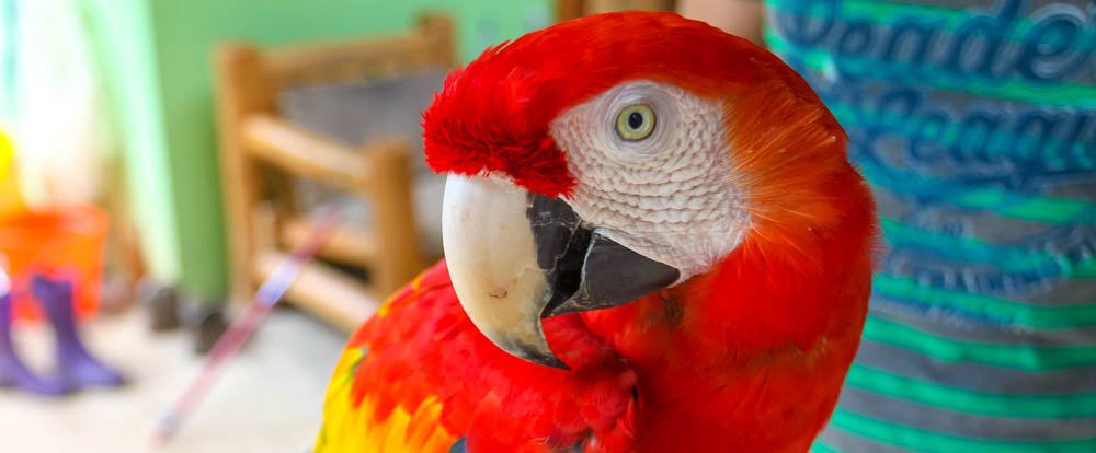 scarlet macaw closeup
 - Costa Rica