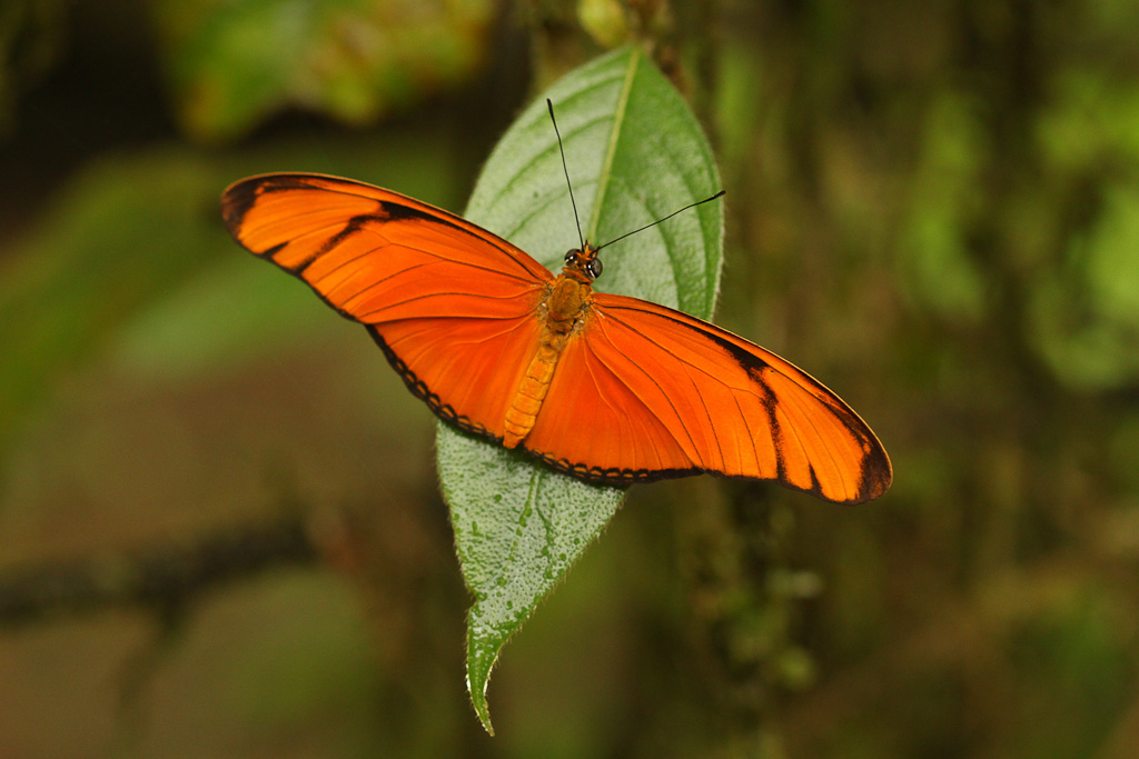 orange butterfly sueno azul
 - Costa Rica