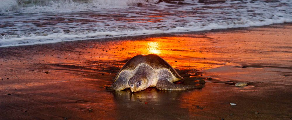 olive ridley going to nest ostional
 - Costa Rica