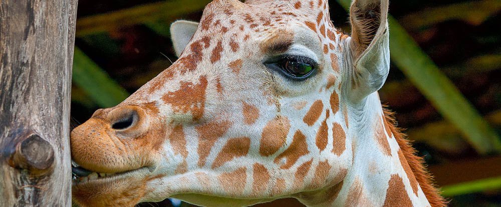 giraffe africa mia liberia
 - Costa Rica