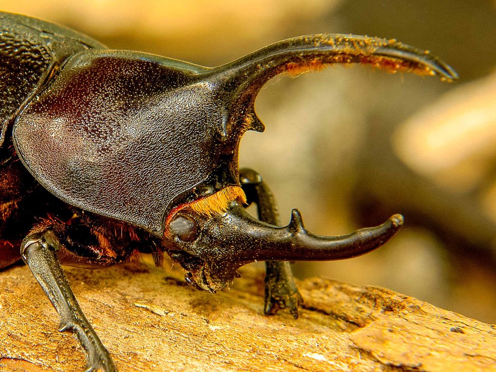 hercules beetle closeup monteverde
 - Costa Rica