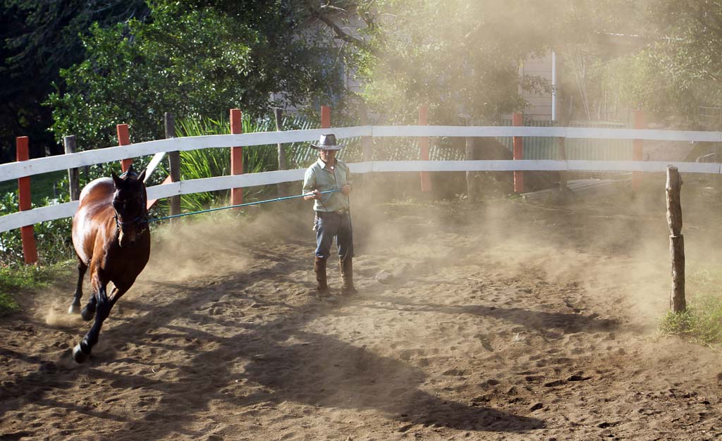 horsetrek monteverde horse show 
 - Costa Rica