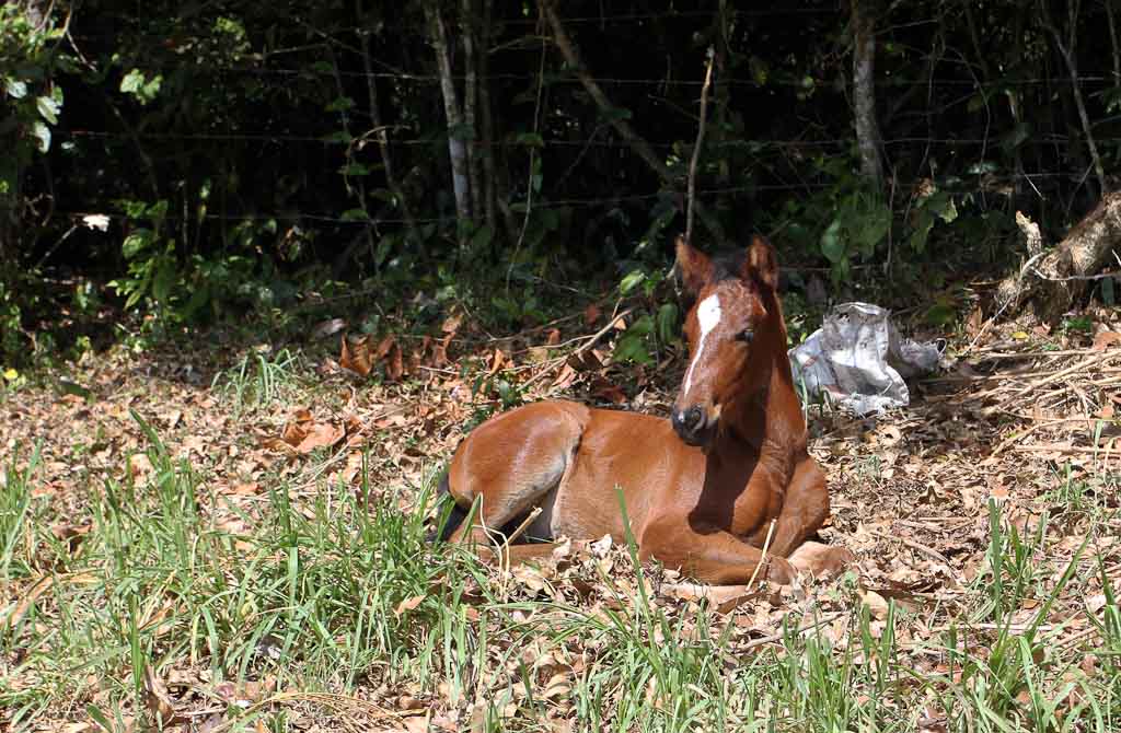 horsetrek monteverde colt 
 - Costa Rica