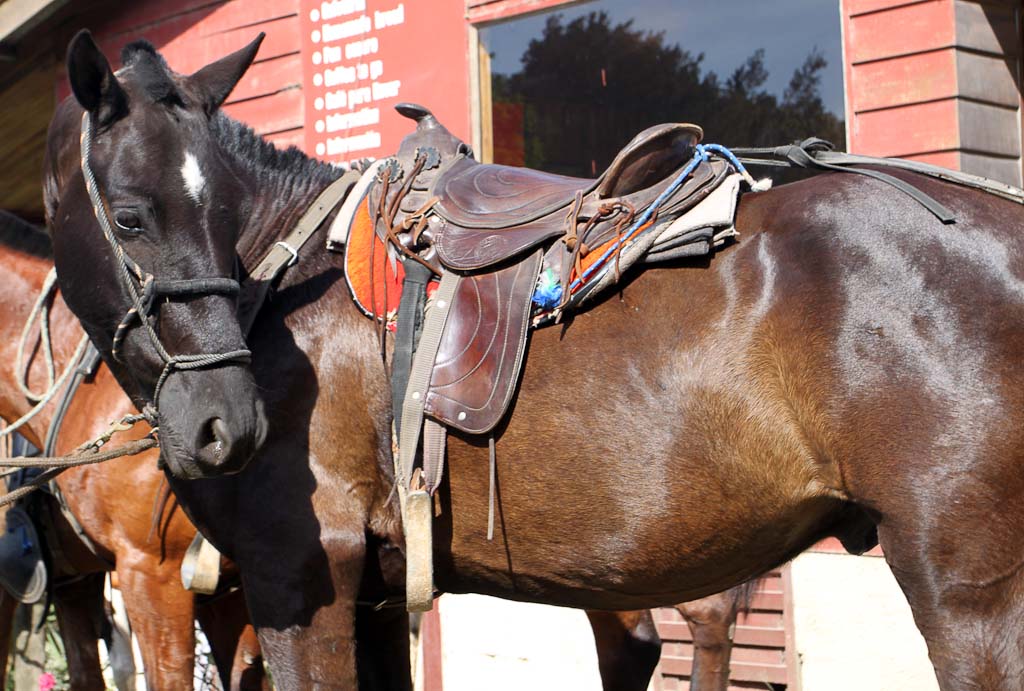 horsetrek monteverde whiskey 
 - Costa Rica