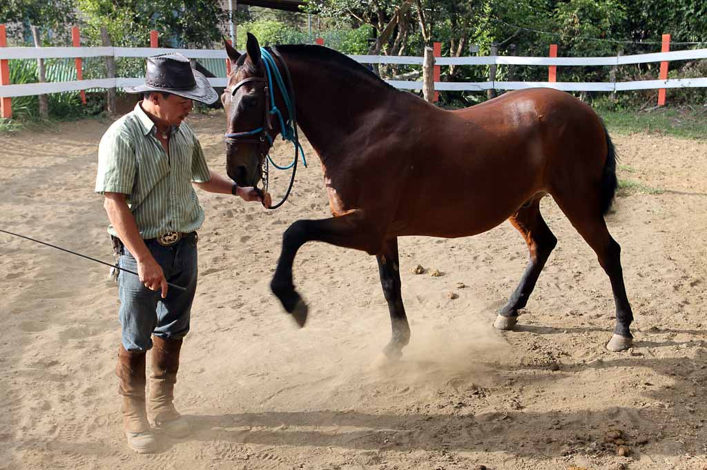 horsetrek monteverde horsetrick counting 
 - Costa Rica