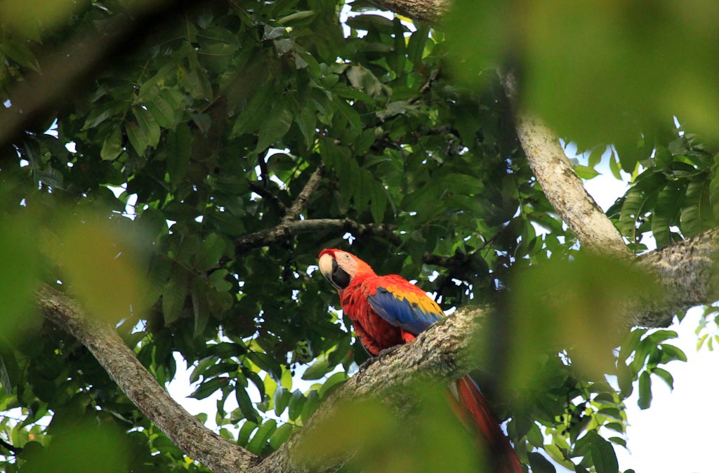 carara national park scarlet macaw 
 - Costa Rica