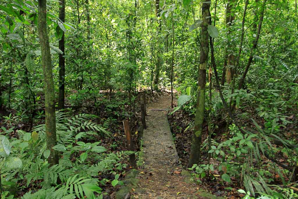 carara national park rainforest 
 - Costa Rica