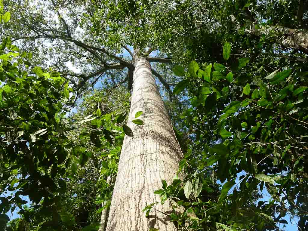 carara national park kapok 
 - Costa Rica