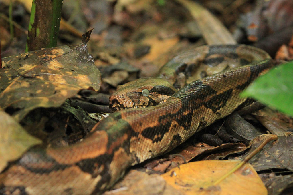 carara national park boa 
 - Costa Rica