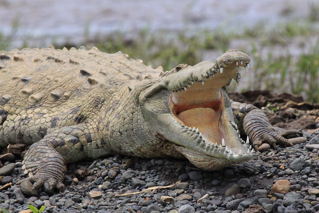 tarcoles crocodile 
 - Costa Rica