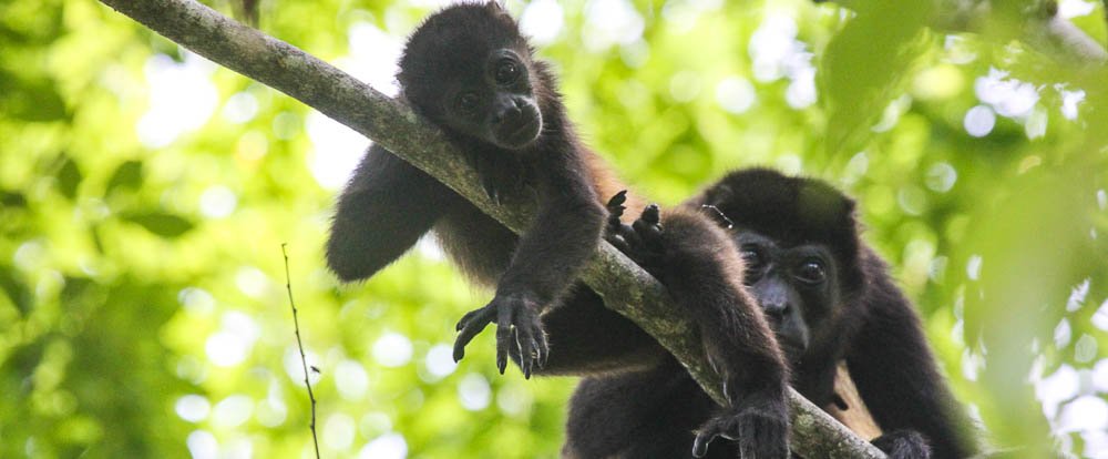 howler monkey mother and baby samara trails hike 
 - Costa Rica