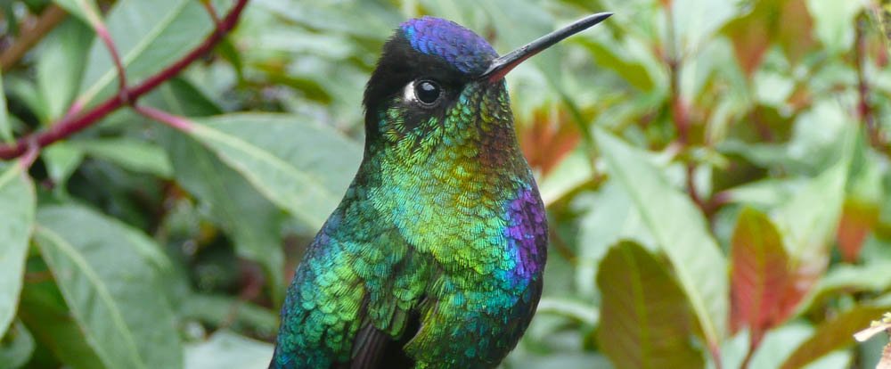 fiery throated hummingbird cerro de la muerte 
 - Costa Rica