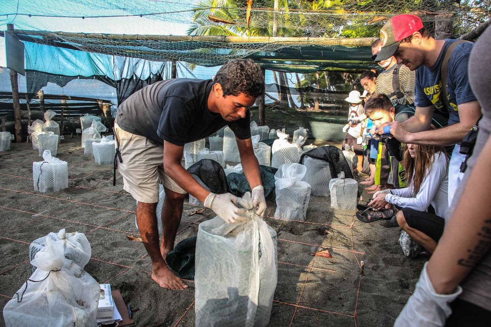 unwrapping the new baby turtle nests turtle hatching at piro beach
 - Costa Rica