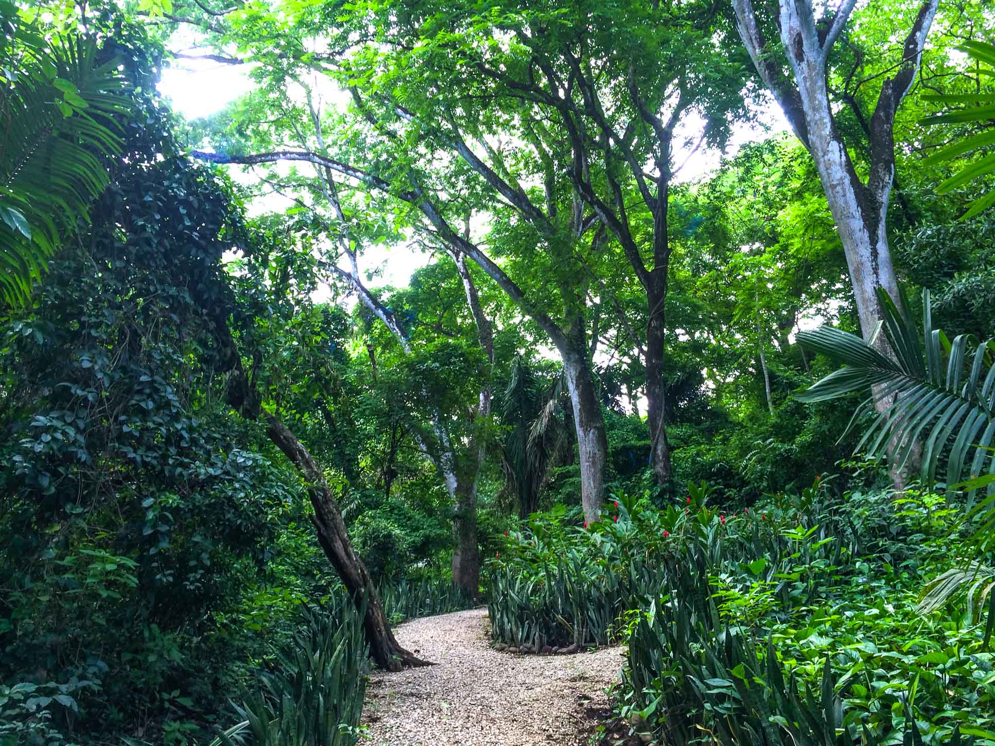 nosara yoga institute trails
 - Costa Rica
