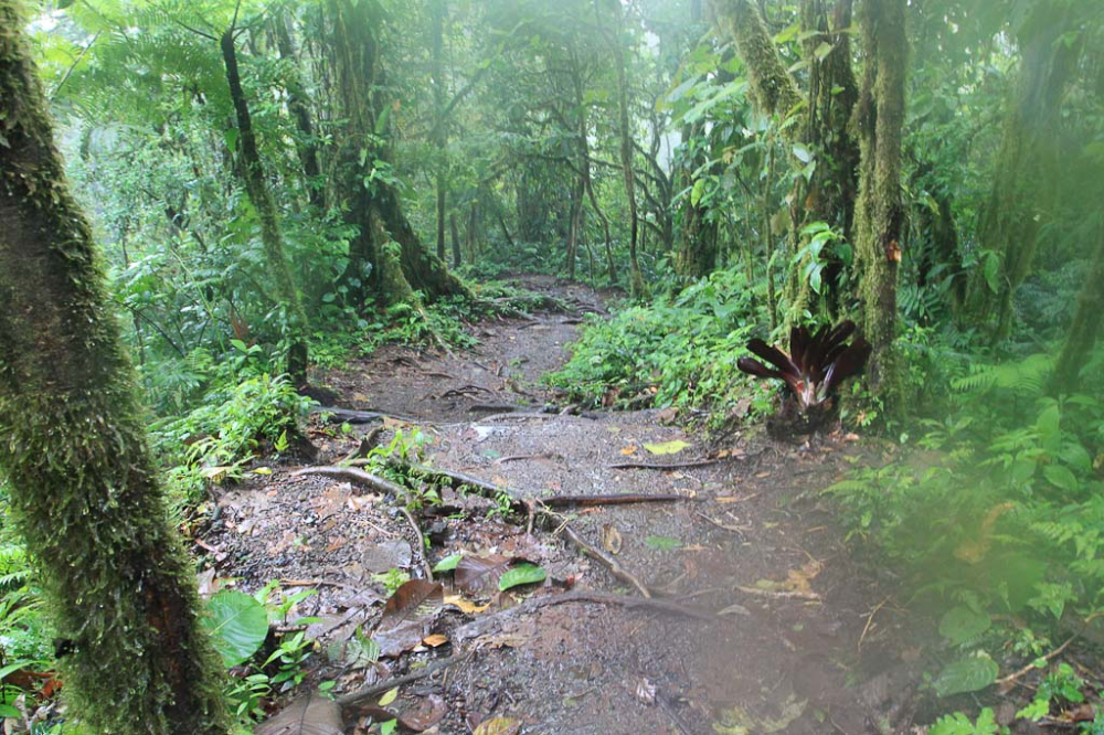 1,000 Little Waterfalls: Steps to Cerro Chato