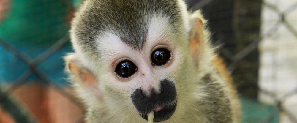 kids saving the rainforest attraction baby titi 
 - Costa Rica