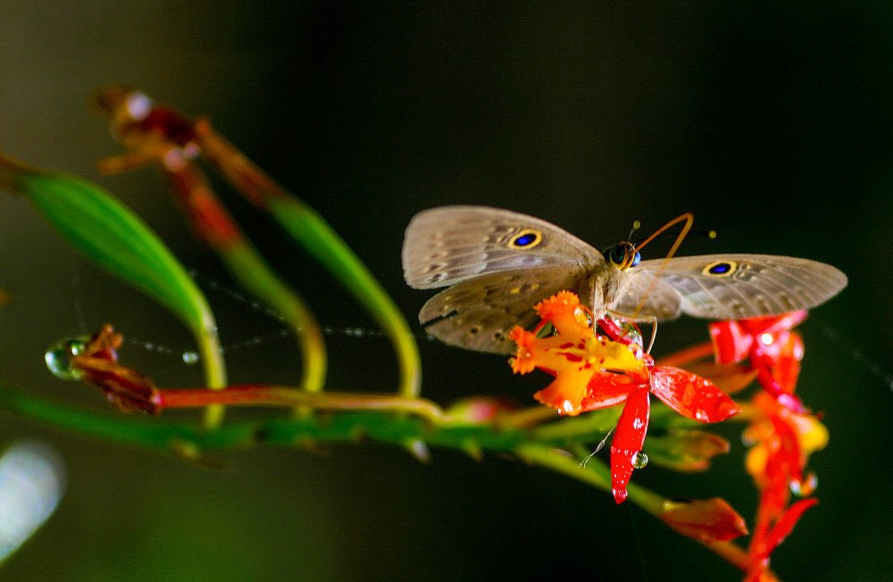 butterfly feeding inbio park heredia 
 - Costa Rica