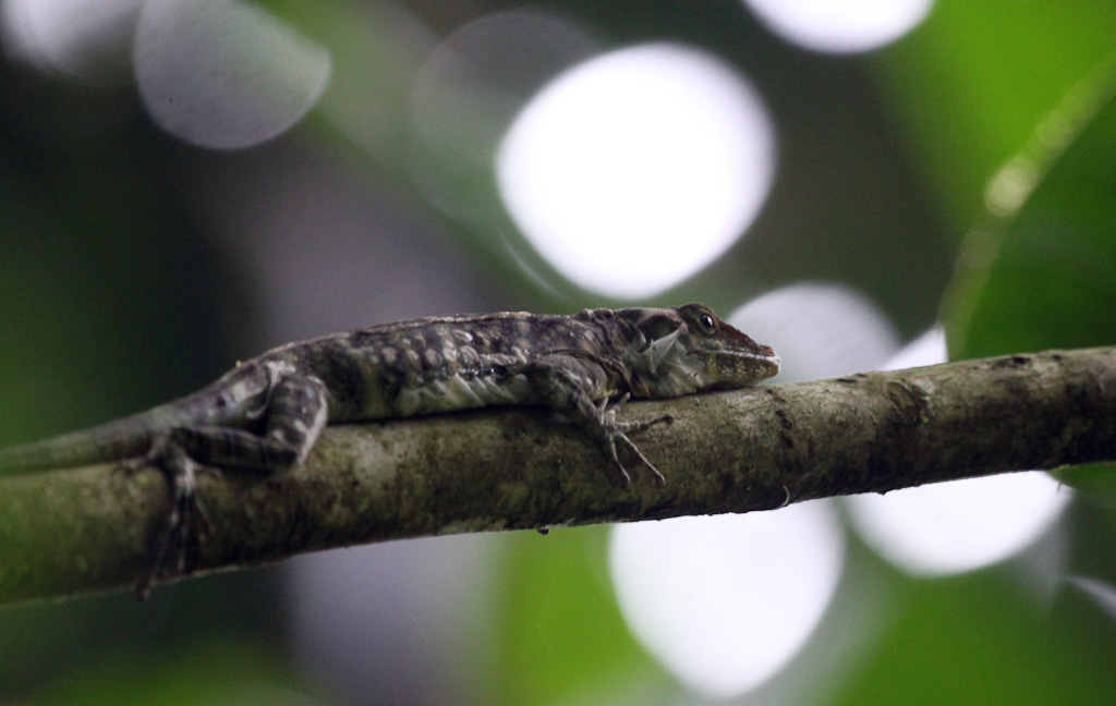 hanging bridges 
 - Costa Rica