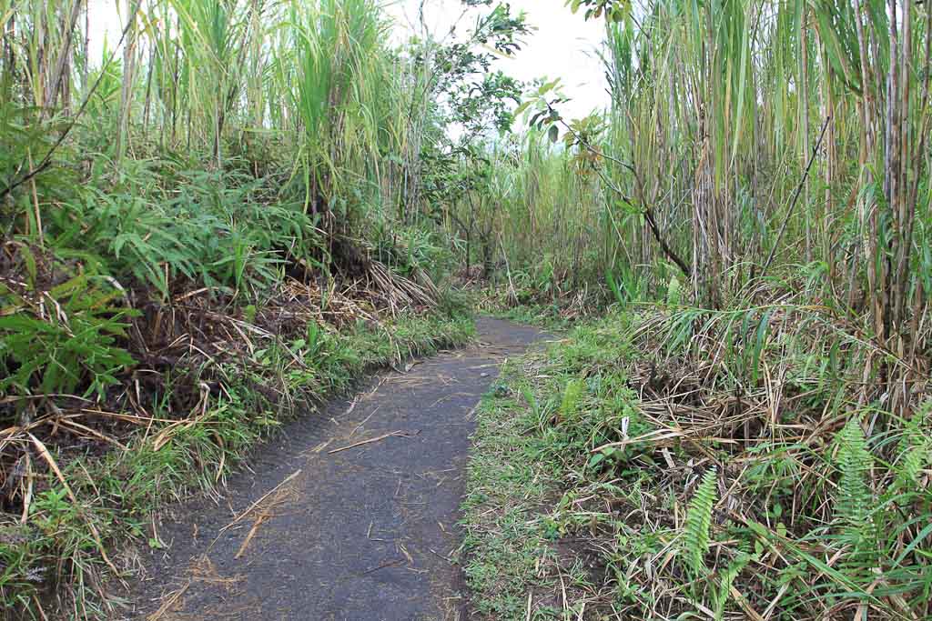 arenal national park pathway 
 - Costa Rica