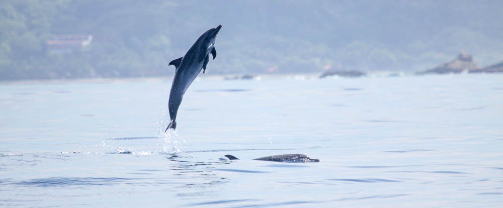 dolphin mid air 
 - Costa Rica