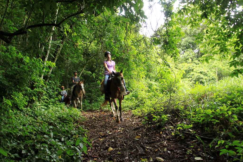 discovery horseback blog rainforest 
 - Costa Rica