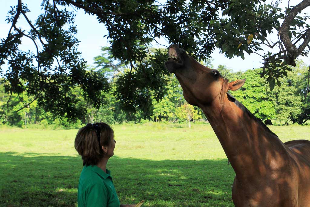 discovery horseback blog smile 
 - Costa Rica