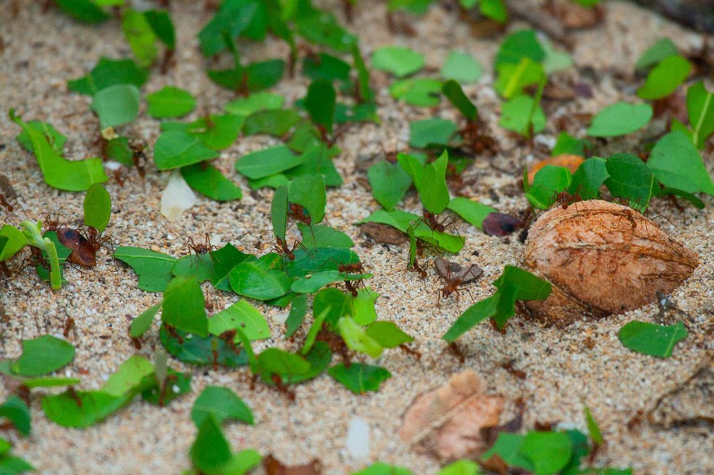 leaf cuter ants cahuita national park
 - Costa Rica