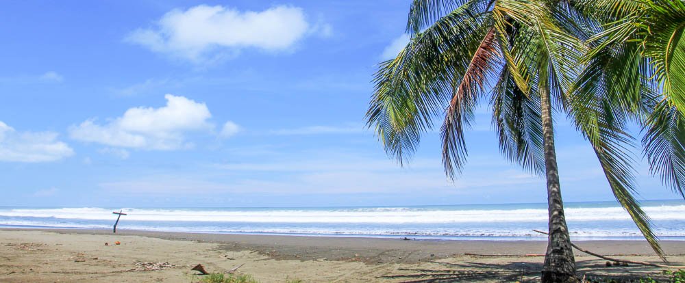 bejuco beach palm 
 - Costa Rica