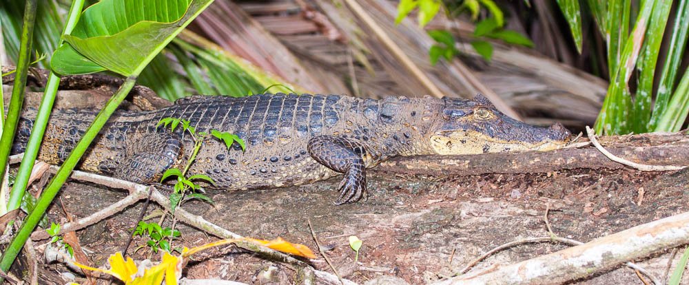 caiman on log tortuguero 
 - Costa Rica