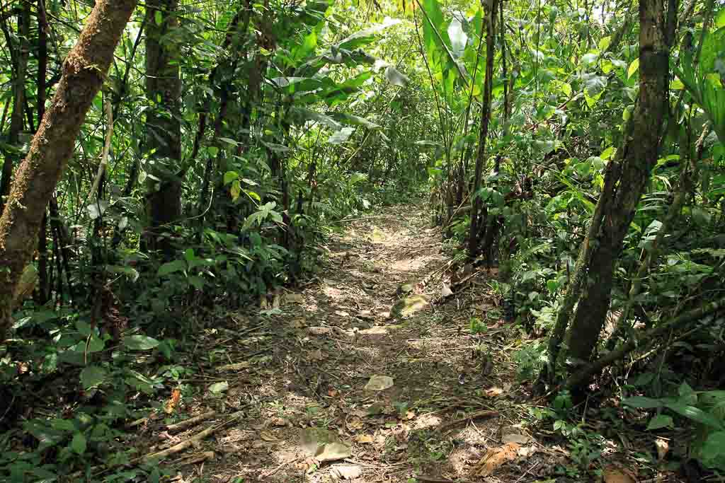 rancho margot forest trail 
 - Costa Rica