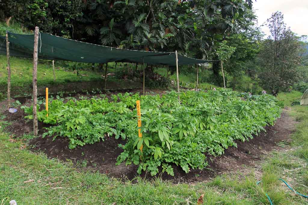 rancho margot veggie garden 
 - Costa Rica