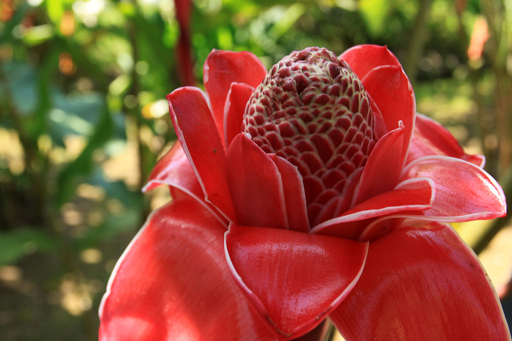 rancho margot flower 
 - Costa Rica