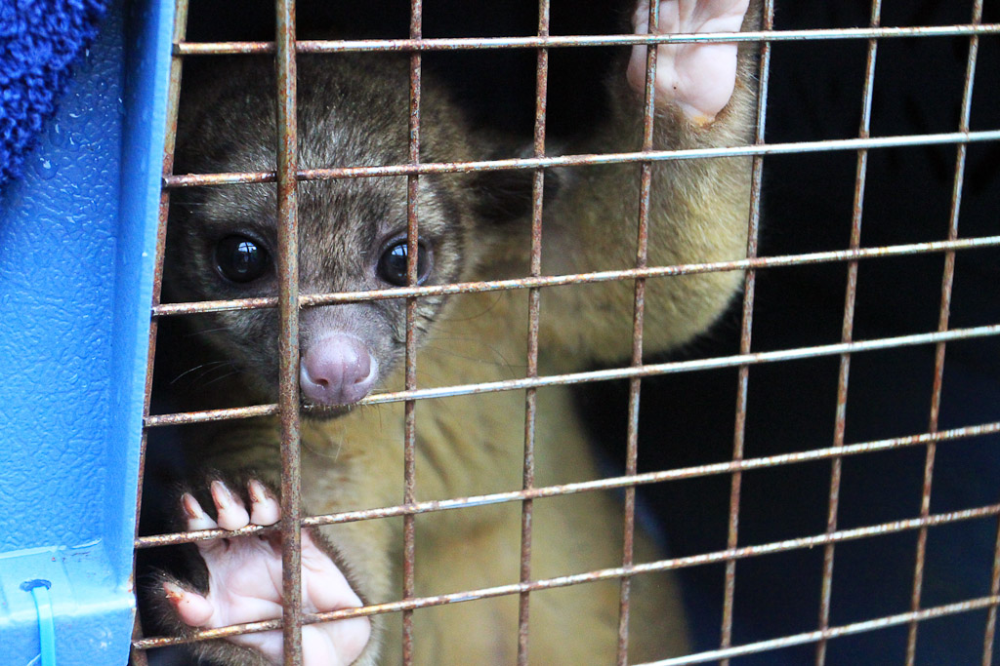 Protecting the kinkajous in Manuel Antonio