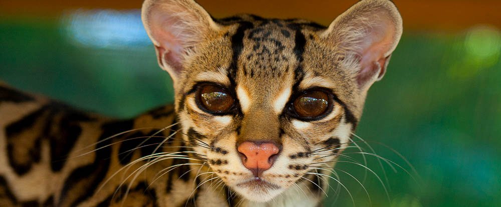 margay selva reserve carillo
 - Costa Rica