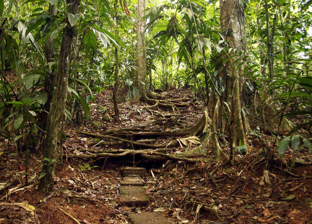 la selva side trail
 - Costa Rica