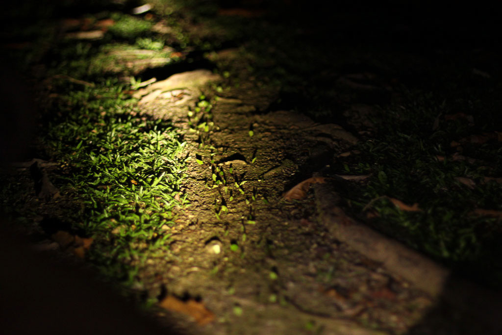 la selva leaf cutter ants
 - Costa Rica