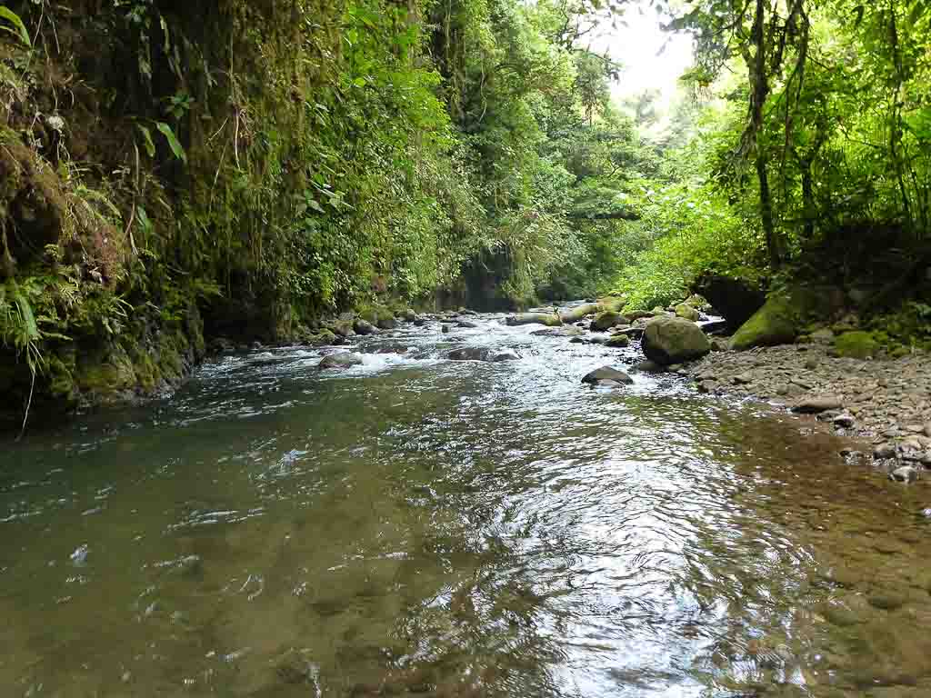 crossing childrens ete rnfrst cano negro shore 
 - Costa Rica