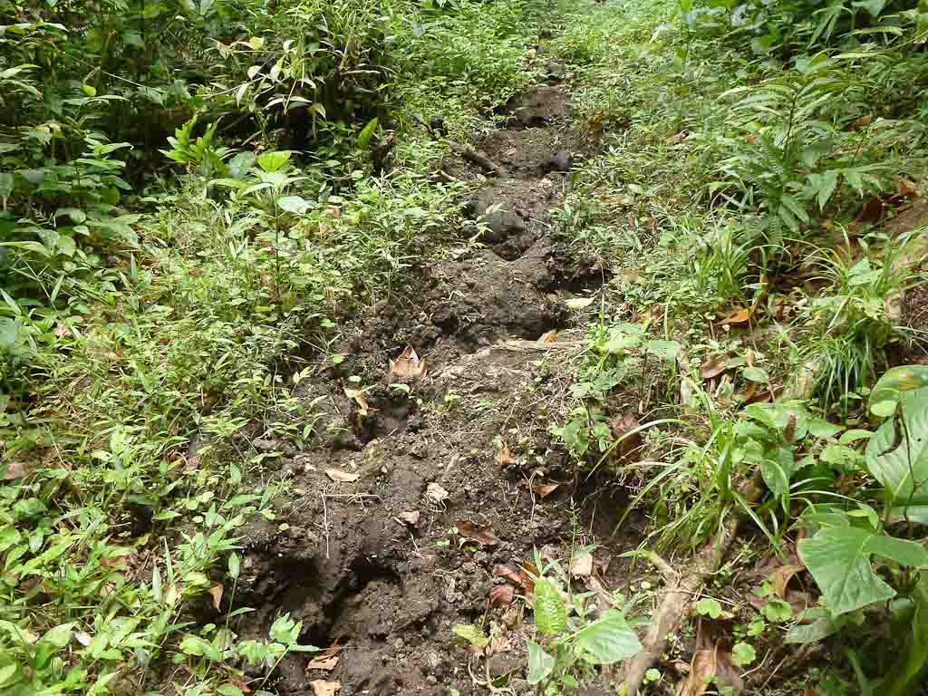 crossing childrens ete rnfrst horse trail 
 - Costa Rica