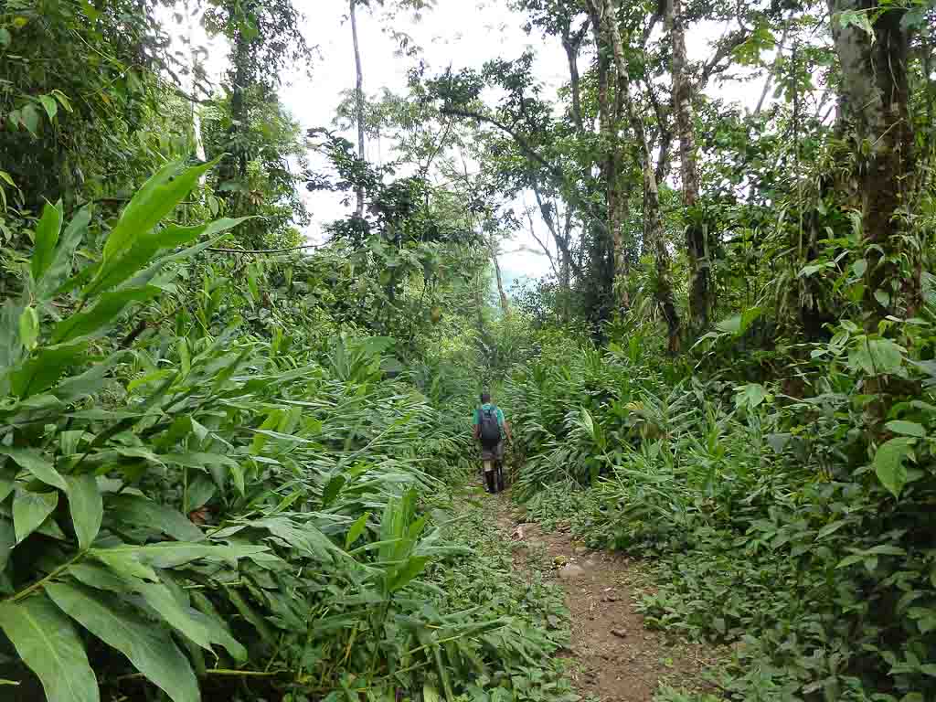 crossing childrens ete rnfrst ferns 
 - Costa Rica