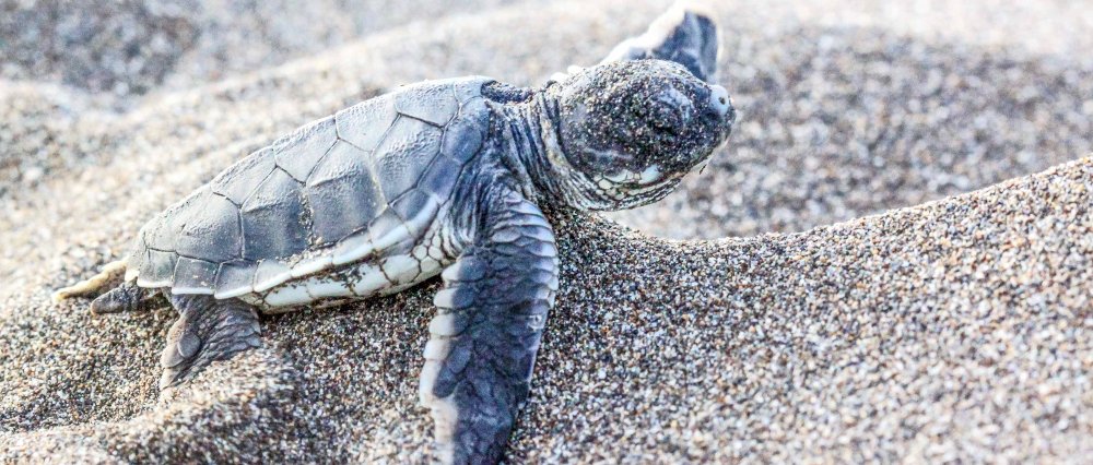 turtle season in tortuguero sand dune 
 - Costa Rica