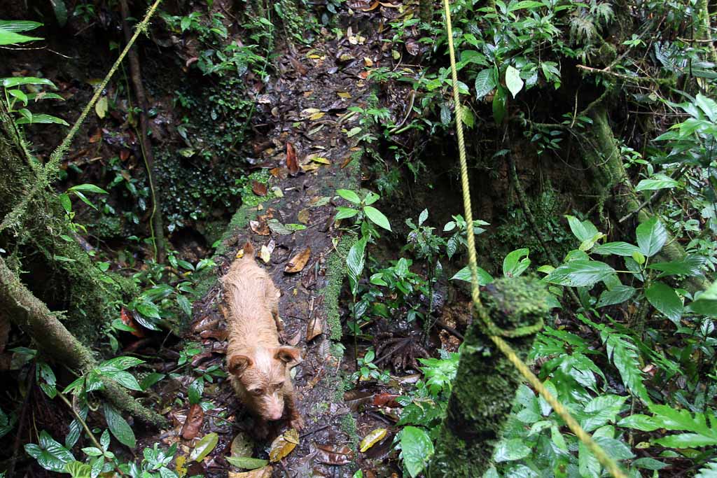 selva leona forest dogs 
 - Costa Rica