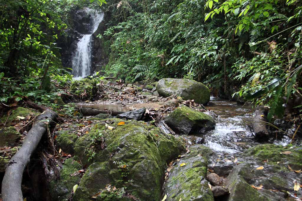 selva leona part  river falls 
 - Costa Rica