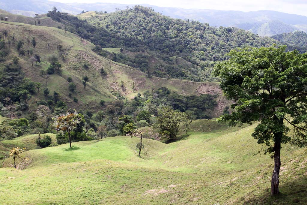 selva leona part  landscape 
 - Costa Rica