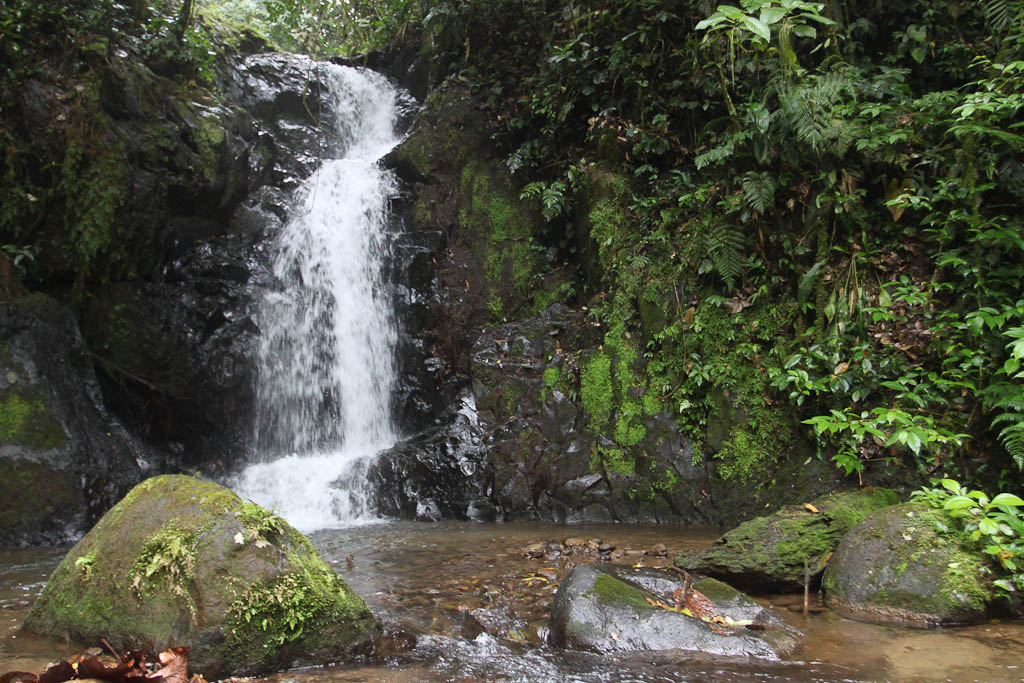 selva leona part  waterall 
 - Costa Rica